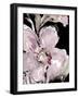 Happy Bloom on Black I-Lanie Loreth-Framed Art Print