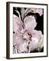 Happy Bloom on Black I-Lanie Loreth-Framed Art Print