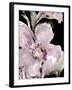 Happy Bloom on Black I-Lanie Loreth-Framed Art Print