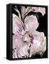 Happy Bloom on Black I-Lanie Loreth-Framed Stretched Canvas