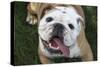 Happy Bulldog-Karen Williams-Stretched Canvas