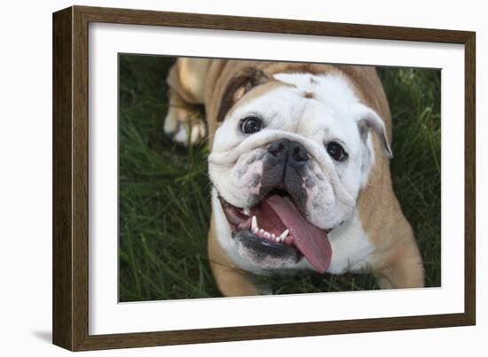 Happy Bulldog-Karen Williams-Framed Photographic Print