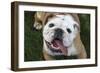 Happy Bulldog-Karen Williams-Framed Photographic Print