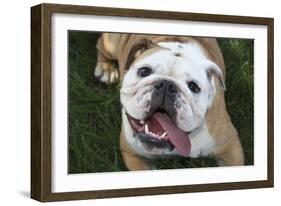 Happy Bulldog-Karen Williams-Framed Photographic Print