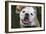 Happy Bulldog-Karen Williams-Framed Photographic Print