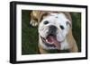 Happy Bulldog-Karen Williams-Framed Photographic Print