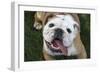 Happy Bulldog-Karen Williams-Framed Photographic Print