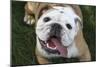 Happy Bulldog-Karen Williams-Mounted Photographic Print