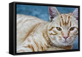 Happy Cat in Brooklyn NY Photo Poster-null-Framed Stretched Canvas