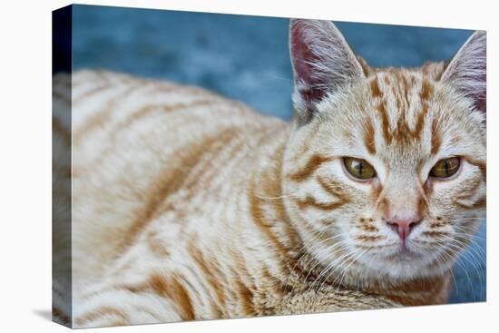 Happy Cat in Brooklyn NY Photo Poster-null-Stretched Canvas