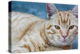 Happy Cat in Brooklyn NY Photo Poster-null-Stretched Canvas