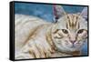 Happy Cat in Brooklyn NY Photo Poster-null-Framed Stretched Canvas