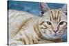 Happy Cat in Brooklyn NY Photo Poster-null-Stretched Canvas