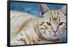 Happy Cat in Brooklyn NY Photo Poster-null-Framed Poster