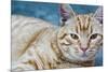 Happy Cat in Brooklyn NY Photo Poster-null-Mounted Poster