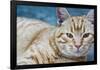 Happy Cat in Brooklyn NY Photo Poster-null-Framed Poster