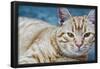 Happy Cat in Brooklyn NY Photo Poster-null-Framed Poster