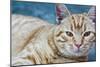 Happy Cat in Brooklyn NY Photo Poster-null-Mounted Poster