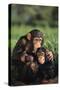 Happy Chimpanzee Family-DLILLC-Stretched Canvas