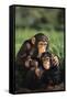 Happy Chimpanzee Family-DLILLC-Framed Stretched Canvas