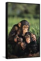 Happy Chimpanzee Family-DLILLC-Framed Stretched Canvas