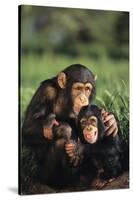 Happy Chimpanzee Family-DLILLC-Stretched Canvas