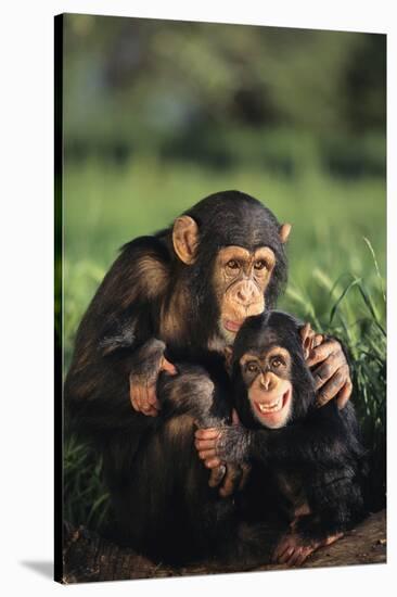 Happy Chimpanzee Family-DLILLC-Stretched Canvas