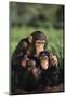 Happy Chimpanzee Family-DLILLC-Mounted Photographic Print