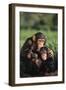 Happy Chimpanzee Family-DLILLC-Framed Photographic Print