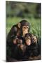 Happy Chimpanzee Family-DLILLC-Mounted Photographic Print