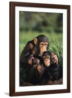 Happy Chimpanzee Family-DLILLC-Framed Photographic Print