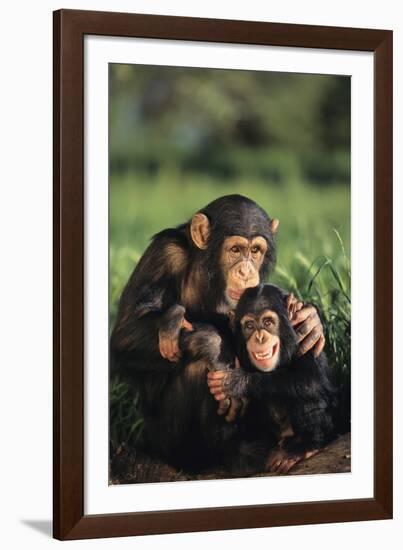 Happy Chimpanzee Family-DLILLC-Framed Photographic Print