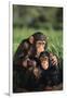 Happy Chimpanzee Family-DLILLC-Framed Photographic Print