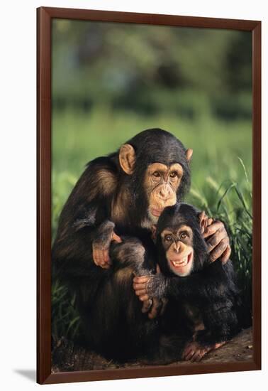 Happy Chimpanzee Family-DLILLC-Framed Photographic Print