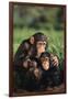 Happy Chimpanzee Family-DLILLC-Framed Photographic Print