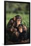 Happy Chimpanzee Family-DLILLC-Framed Photographic Print