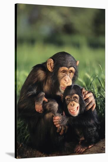 Happy Chimpanzee Family-DLILLC-Stretched Canvas