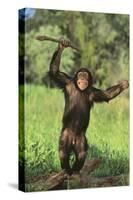 Happy Chimpanzee-DLILLC-Stretched Canvas