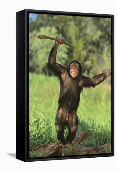 Happy Chimpanzee-DLILLC-Framed Stretched Canvas