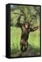 Happy Chimpanzee-DLILLC-Framed Stretched Canvas