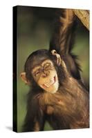 Happy Chimpanzee-DLILLC-Stretched Canvas