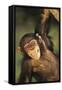 Happy Chimpanzee-DLILLC-Framed Stretched Canvas