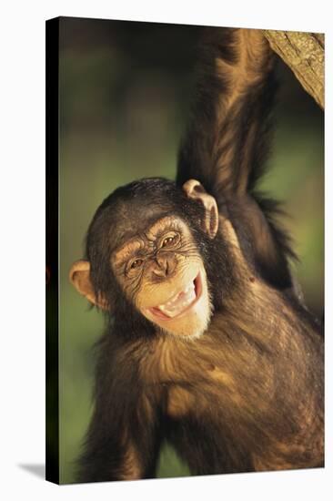 Happy Chimpanzee-DLILLC-Stretched Canvas