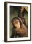 Happy Chimpanzee-DLILLC-Framed Premium Photographic Print