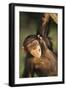 Happy Chimpanzee-DLILLC-Framed Premium Photographic Print