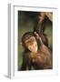 Happy Chimpanzee-DLILLC-Framed Premium Photographic Print