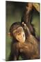 Happy Chimpanzee-DLILLC-Mounted Premium Photographic Print