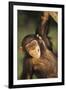 Happy Chimpanzee-DLILLC-Framed Premium Photographic Print