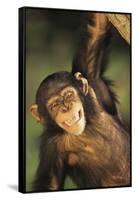 Happy Chimpanzee-DLILLC-Framed Stretched Canvas