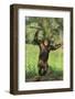 Happy Chimpanzee-DLILLC-Framed Photographic Print